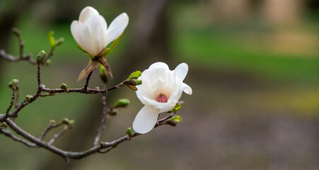 Obraz premium Blooming magnolia tree 