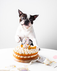 dog birthday cupcake, dog treats