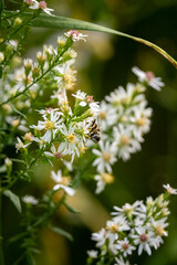 close-up of a small insect on a white flower