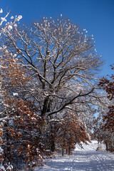 wet snow clinging to the trees along a forest trail