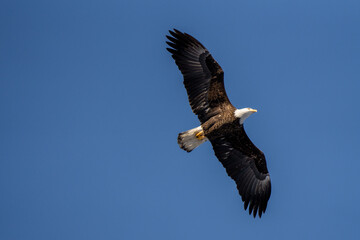 bald eagle soaring through a blue sky