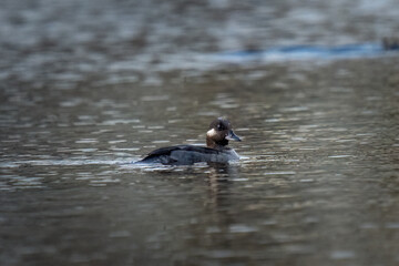 female bufflehead duck with a drop of water on head in a small city pond