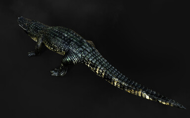 3D Illustration of american alligator isolated on dark background with clipping path, American crocodile. 