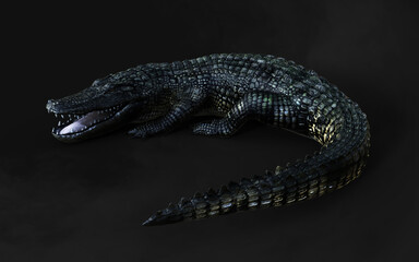 3D Illustration of american alligator isolated on dark background with clipping path, American crocodile. 