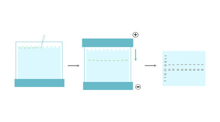 The general workflow of SDS-PAGE gel electrophoresis technique that shows the normal step for investigating target molecule : sample loading, running the sample with electricity and interpretation.