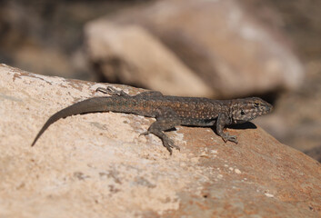 Common side-blotched lizard (Uta stansburiana) on a rock in Arizona.