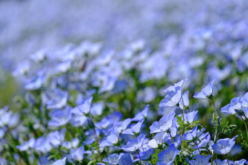 一面に咲くネモフィラの花