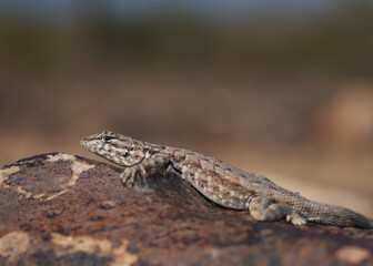 Naklejka na ściany i meble Profile of a common side-blotched lizard (Uta stansburiana) resting on a rock with its head up in Arizona. 