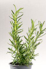Fototapeta premium Potted Rosemary Herb Plant