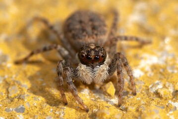 close up of a spider on a yellow background