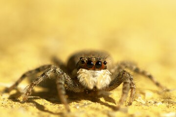 close up of a spider on a yellow background