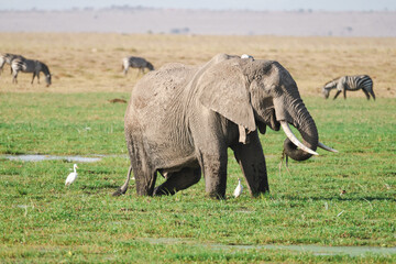Wildlife scene in Amboseli National Park, with elephants, heron birds and zebras - Kenya, Africa