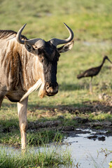 Naklejka na ściany i meble Wildebeest drinks water in Amboseli National Park Kenya Africa