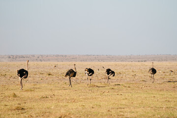 Fototapeta na wymiar Line up of ostriches birds walk into the savanna of Amboseli National Park Kenya Africa