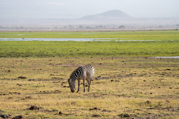 Fototapeta na wymiar Lone zebra eats and grazes in Amboseli National Park Kenya Africa