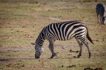 Close up of a zebra eating and grazing on grass - Amboseli National Park Kenya, Africa