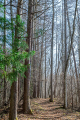 春の午後の山道