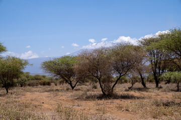 Mt. Kilimanjaro view in Amboseli National Park on a sunny day in Kenya Africa