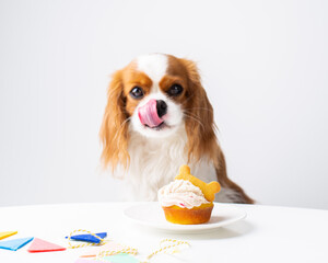 dog birthday cake, dog treats, dog donuts 