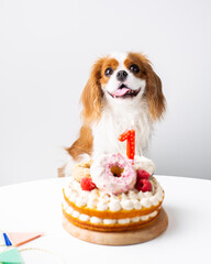 dog birthday cake, dog treats, dog donuts 