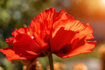 Inflorescence of red Decorative Poppy flower on the background of greenery in the flower garden on a Sunny spring day