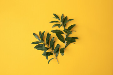 Fototapeta na wymiar Olive twigs with fresh green leaves on yellow background, flat lay