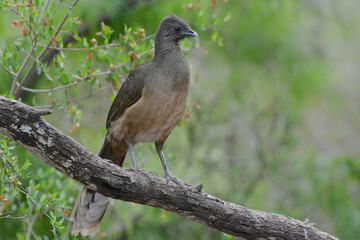 A Plain Chachalaca (Ortalis vetula) perches on a tree limb in the Rio Grande Valley of Texas. Chachalacas are large, brown, chicken-like birds of subtropical forests in Texas, Mexico. Profile portrait