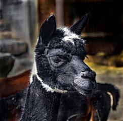 Black and white alpaca`s head. Latin name - Vicugna pacos