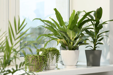 Many different potted plants on windowsill indoors