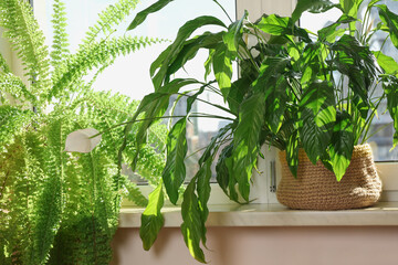 Fototapeta premium Beautiful potted house plants on windowsill indoors
