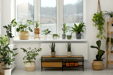 Many beautiful potted houseplants growing near window indoors