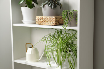 Green houseplants in pots and watering can on shelves near white wall