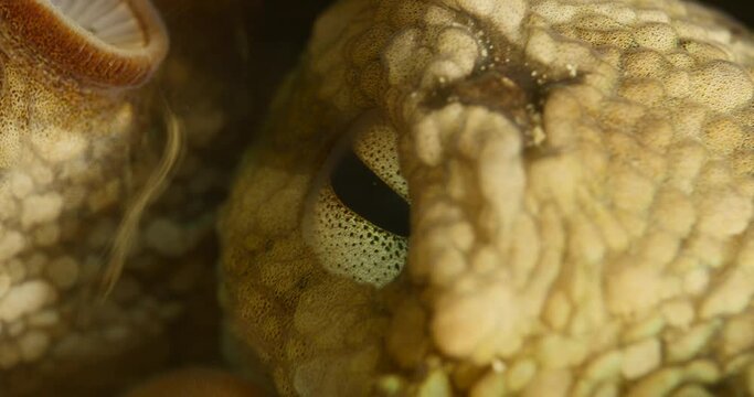 octopus hiding close up underwater scenery 