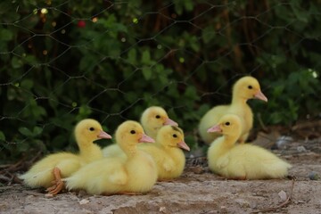 Patitos