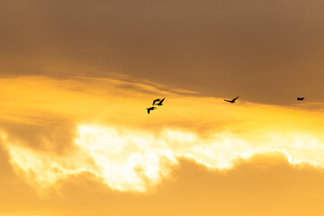 Selective focus view of five snow geese in flight seen in silhouette against a bright yellow sky at dawn, Quebec City, Quebec, Canada