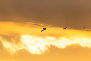 Selective focus view of five snow geese in flight seen in silhouette against a bright yellow sky at dawn, Quebec City, Quebec, Canada