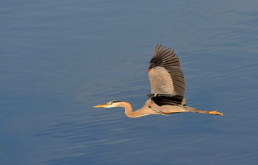 Heron in early morning flight
