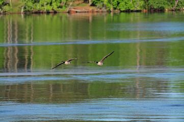 Canada Geese in flight early morning