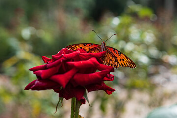Gulf fritillary orange butterfly on red rose