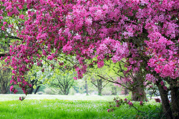 Üppige Kirschblüte im Park