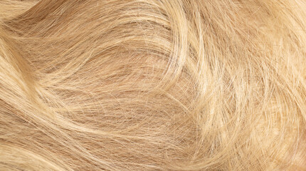 Blond hair close-up as a background. Women's long blonde hair. Beautifully styled wavy shiny curls....