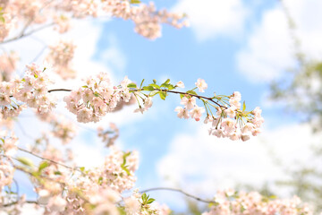 Branch of a blooming sacra against a blue sky with white clouds. Spring light pink flowers on tree branches with selective focus. Spring season in the park, natural background