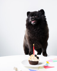 dog birthday cake, dog treats, dog donuts , dog cookies