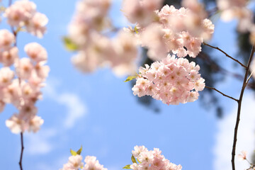 Cherry blossom in spring, selective focus. A branch of cherry blossoms against the background of a blue sky and other blurry tree branches