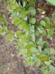 green tree branch in the spring
