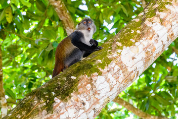 Colobus monkey at Jozani forest. Zanzibar, Tanzania
