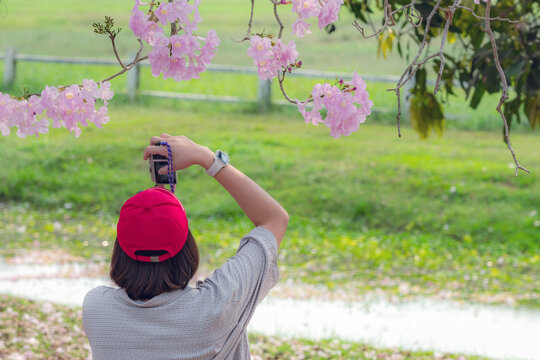 Back view of woman wear red cap using camera to take a picture of the scenery of beautiful pink trumpet tree blooming and falling on ground like the pink road. Beautiful outdoor nature relaxing.