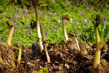 Young shoots of Gunnera manicata, Gunneraceae family. Hanover - Berggarteen, Germany.