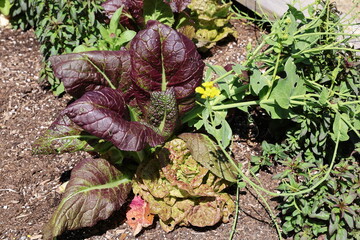 red lettuce