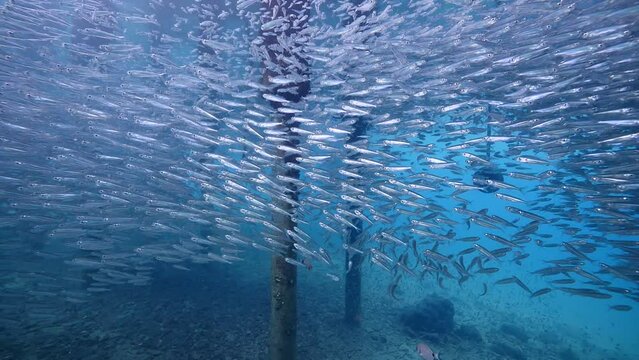 silverside atherina fish school under pier underwater fauna